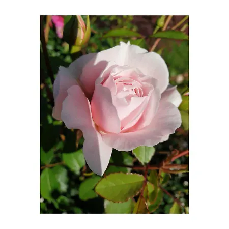 Domaine De Bourgville Bed & Breakfast